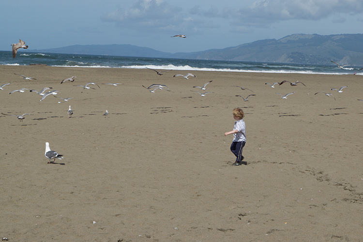 Seagulls flying away