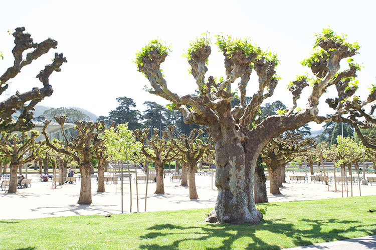 16_52 Golden Gate Park Trees