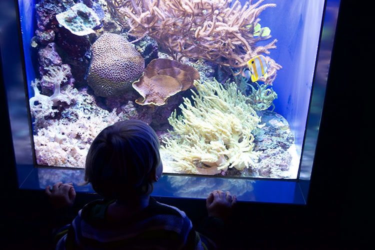 California-Academy-of-Sciences