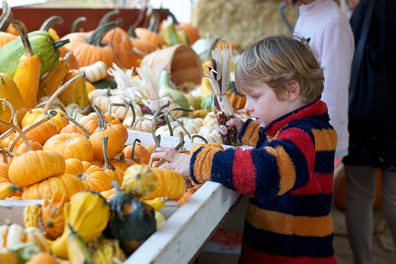 pumpkin-patch-2