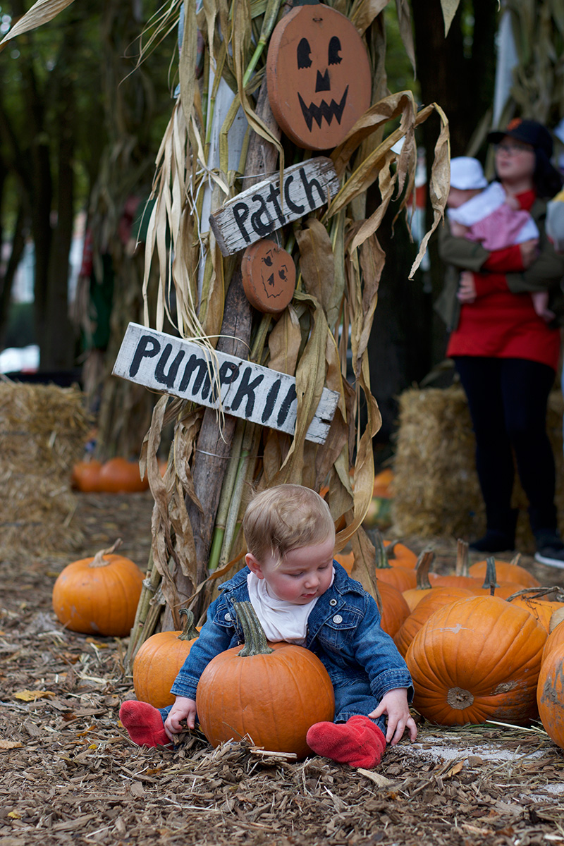 pumpkin-patch